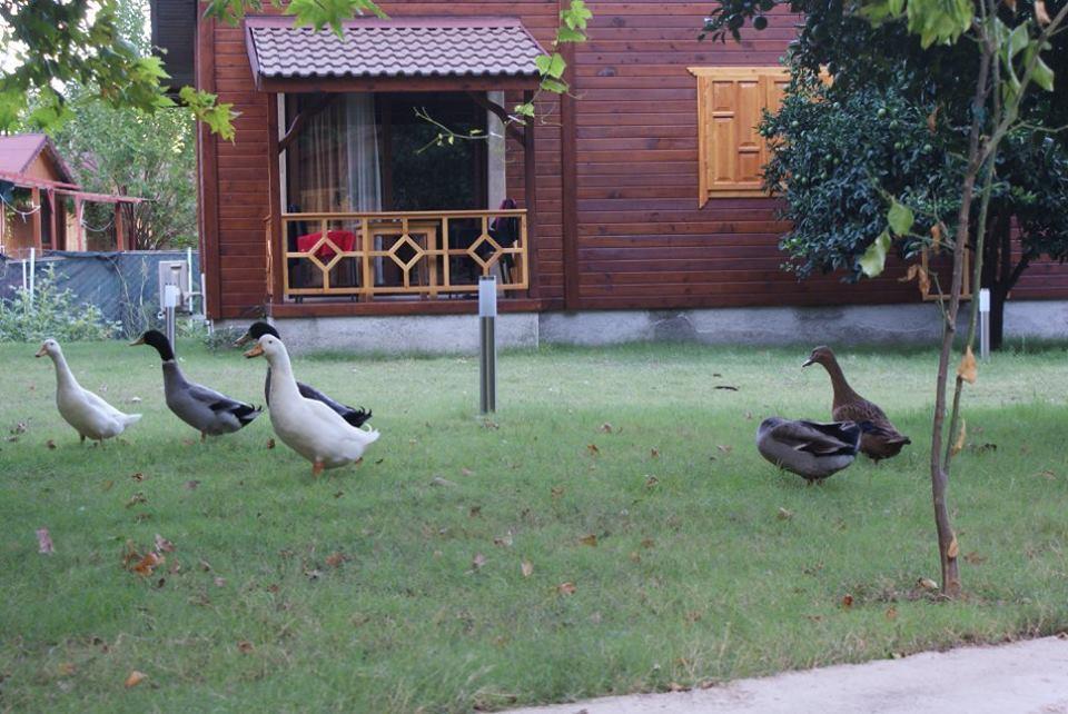 Maji Village Çıralı エクステリア 写真